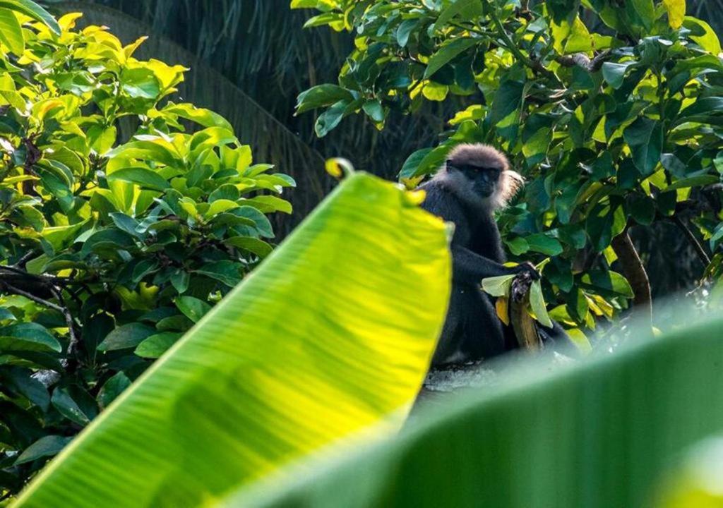 Goyambokka Peacock Garden タンガラ エクステリア 写真